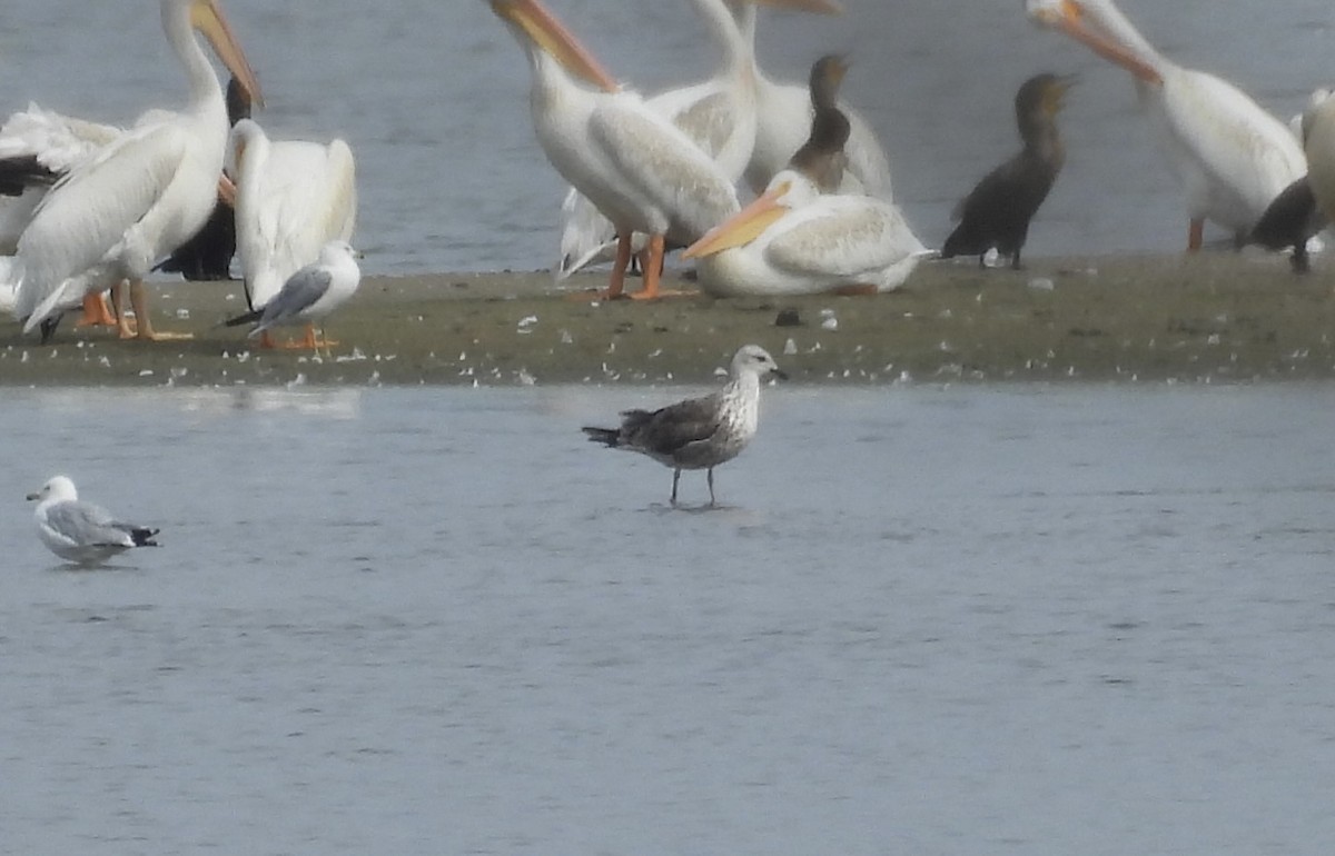 Lesser Black-backed Gull - ML640366254