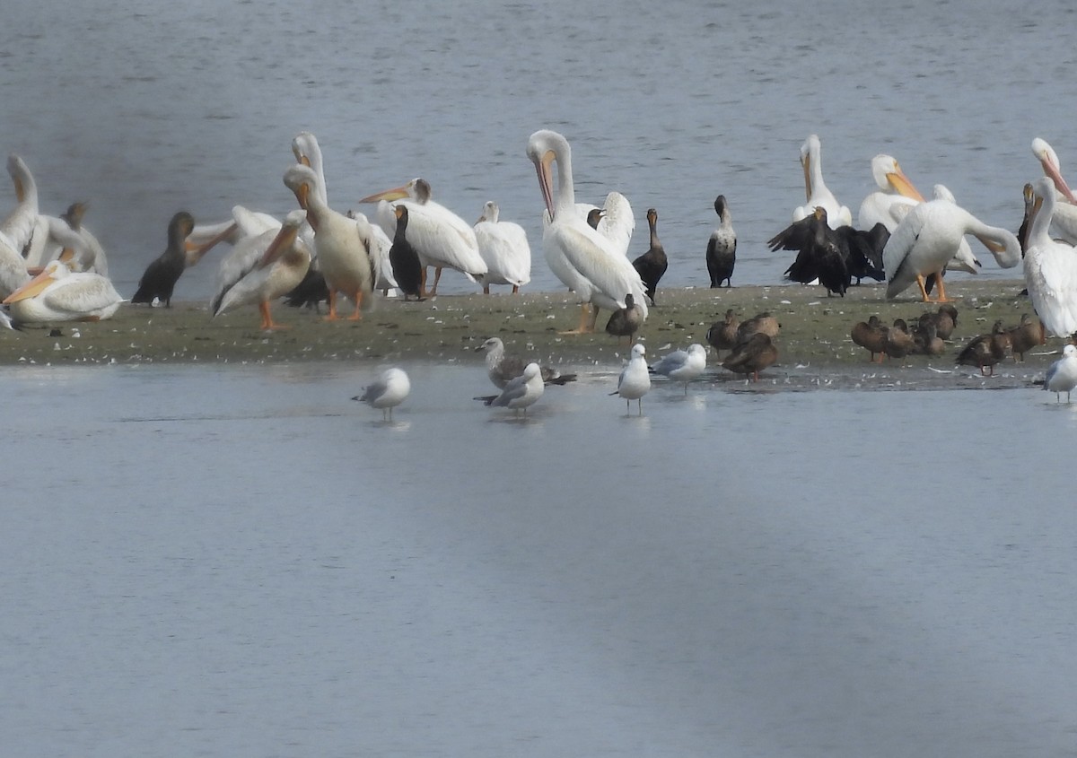 Lesser Black-backed Gull - ML640366276
