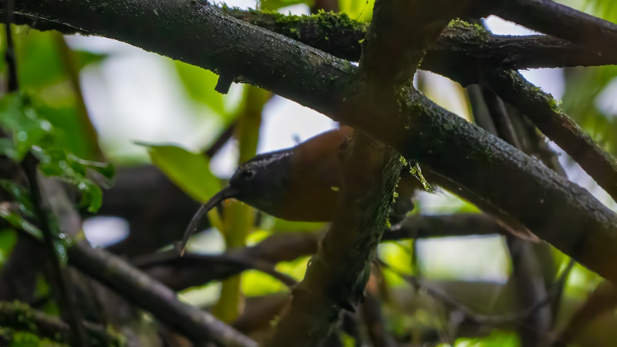 Slender-billed Scimitar-Babbler - ML640366313