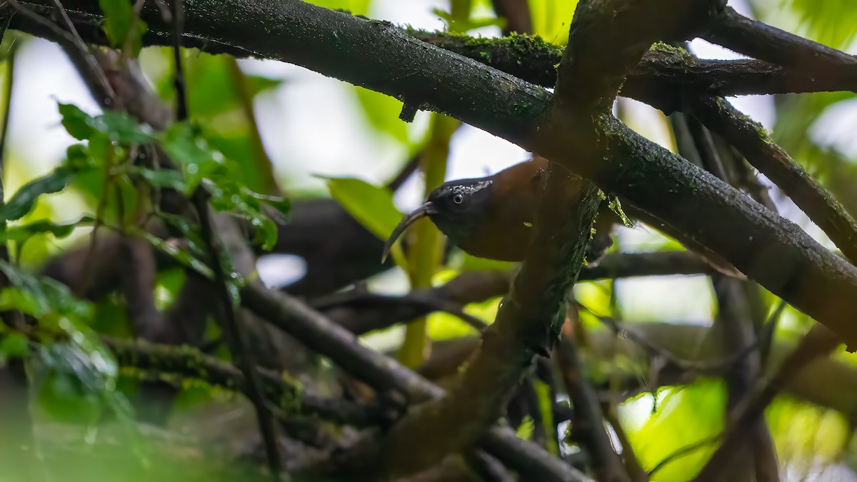 Slender-billed Scimitar-Babbler - ML640366314