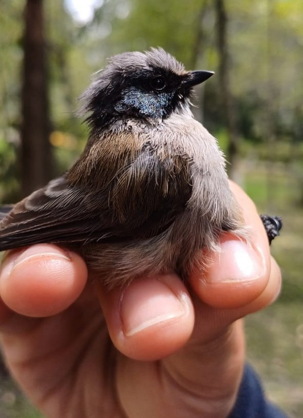 Bushtit - ML640366368