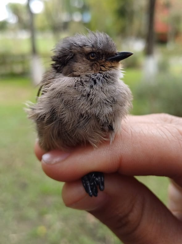 Bushtit - ML640366369
