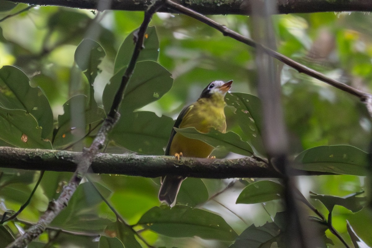 White-faced Robin - ML640366370