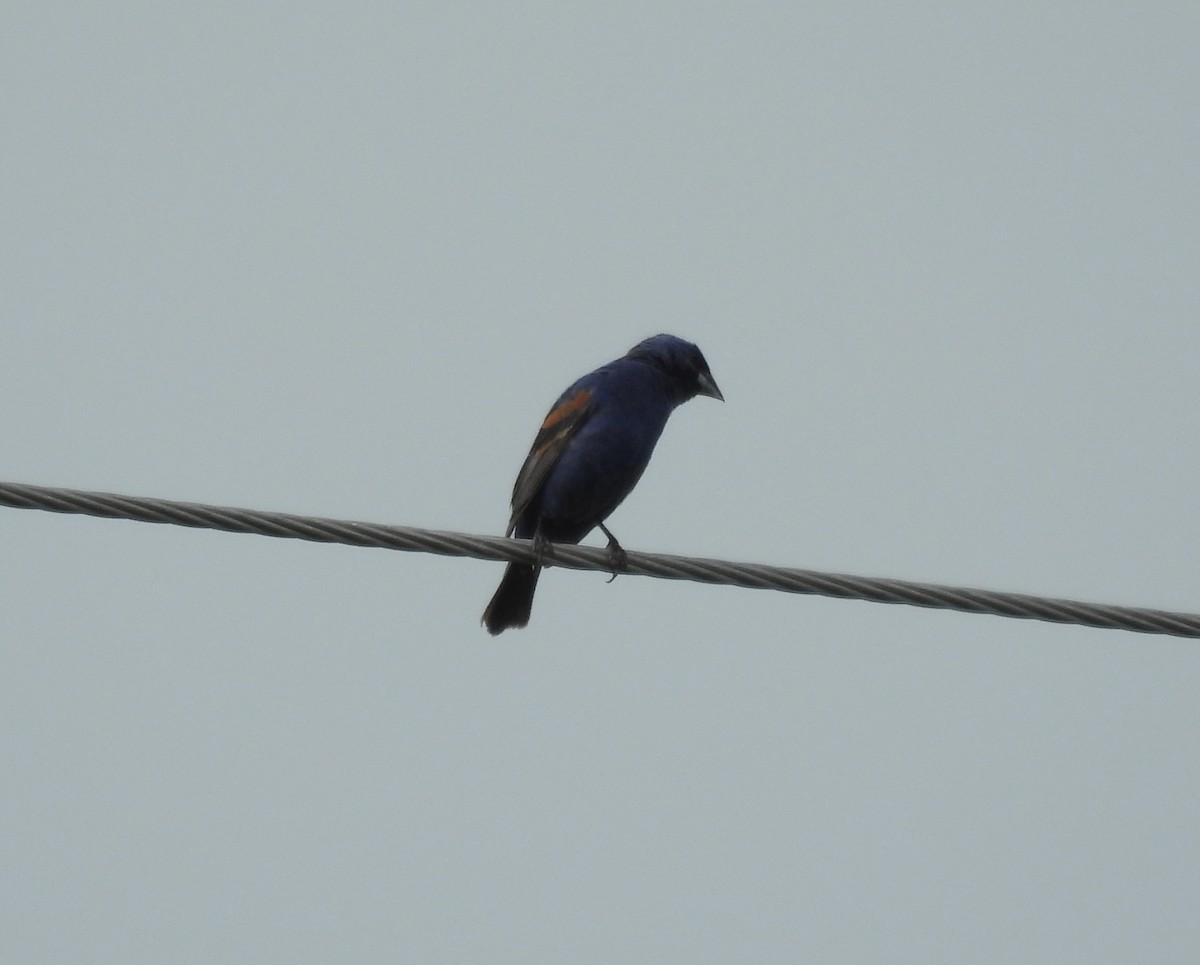 Blue Grosbeak - ML640366381