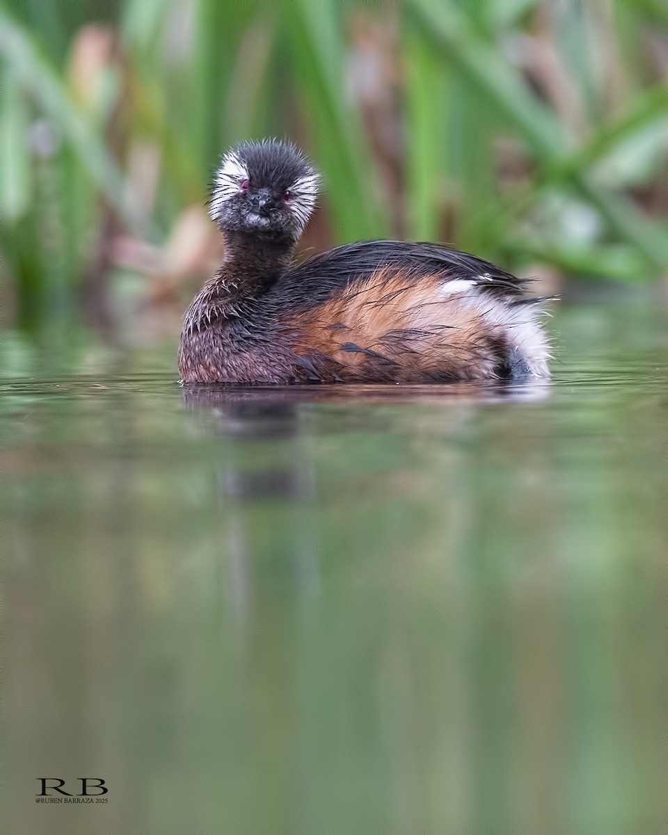 White-tufted Grebe - ML640366383