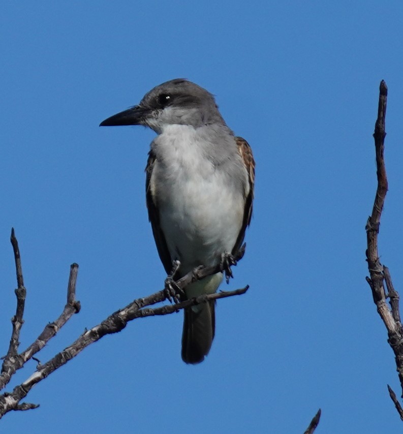 Gray Kingbird - ML640366385