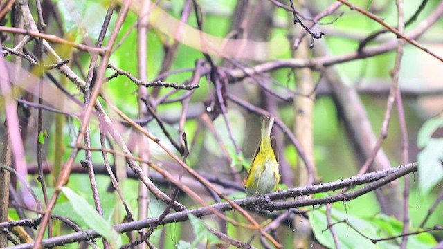 Chestnut-crowned Warbler - ML640366527