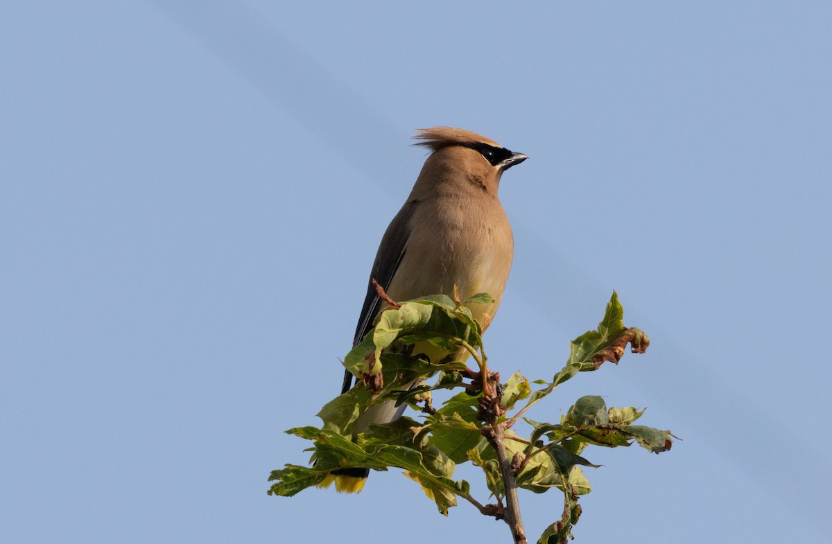 Cedar Waxwing - ML640366569