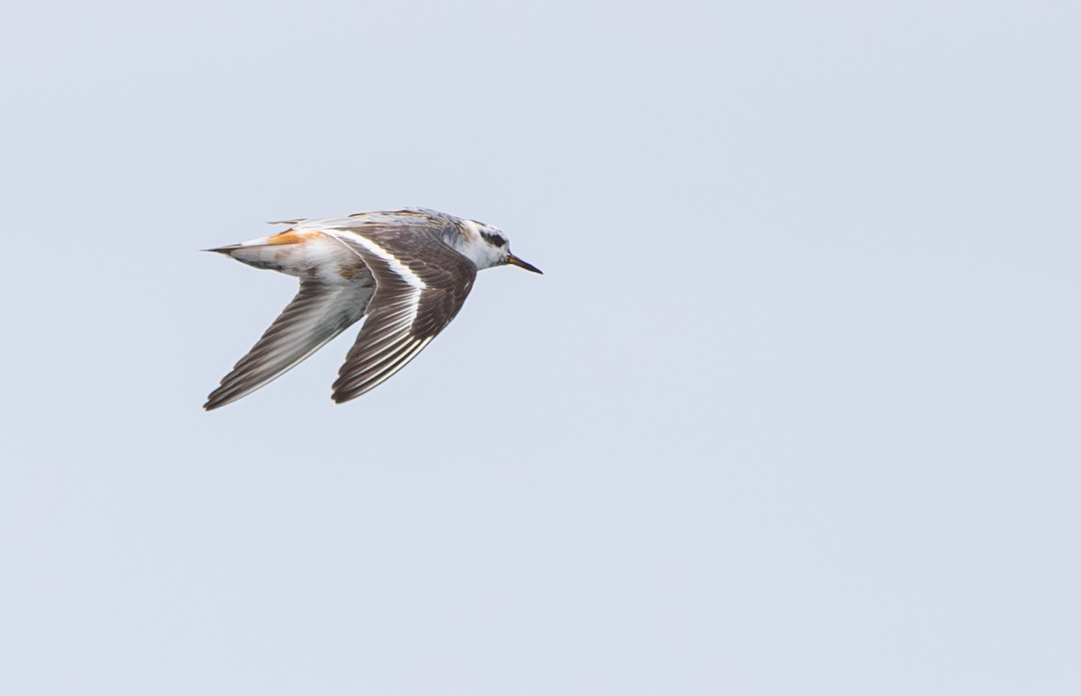 Red Phalarope - ML640366587