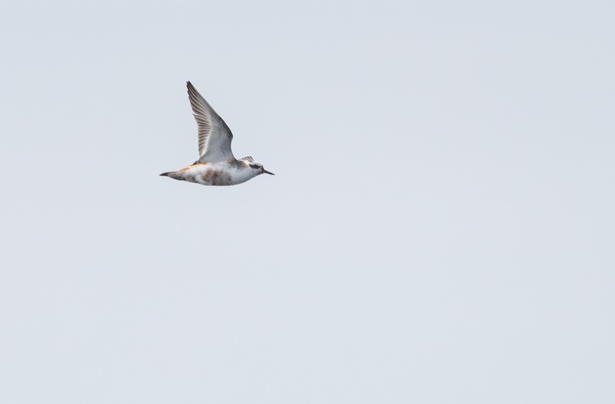 Red Phalarope - ML640366588