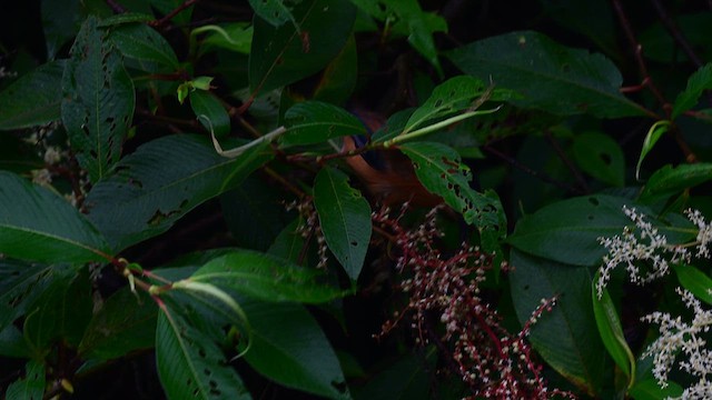 Garrulaxe casqué - ML640366638