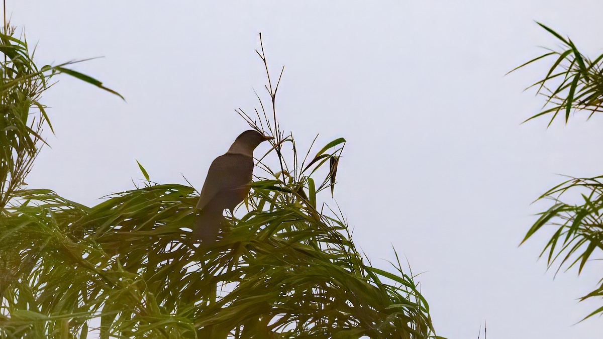 White-collared Blackbird - ML640366644
