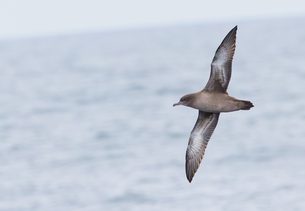 Sooty Shearwater - ML640366718