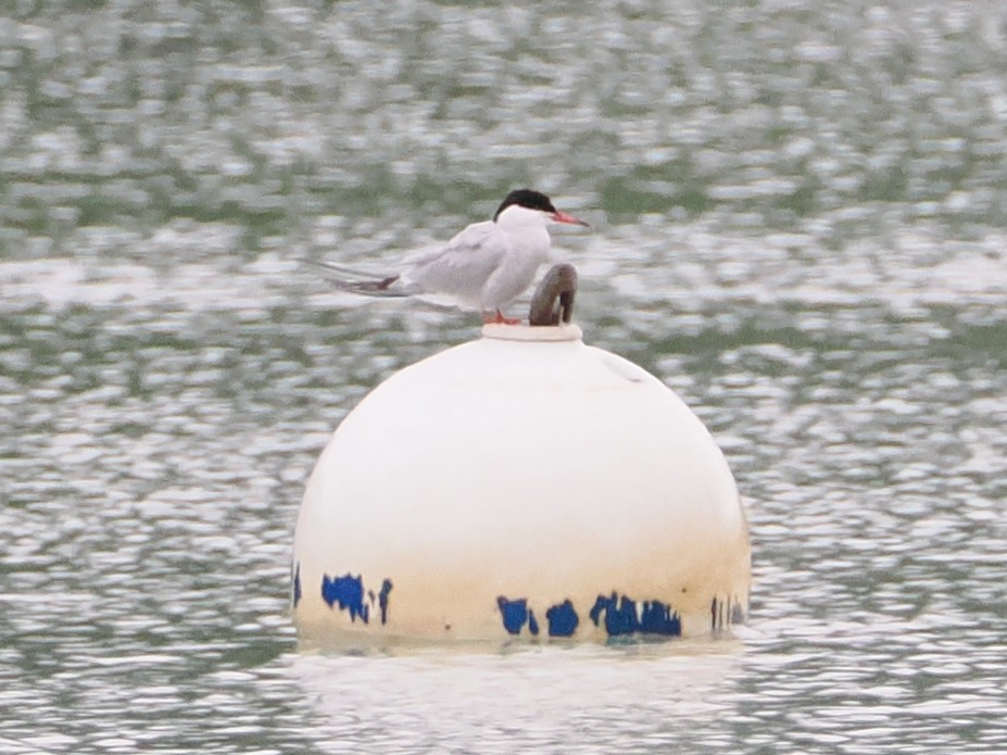 Крячок річковий - ML640366730