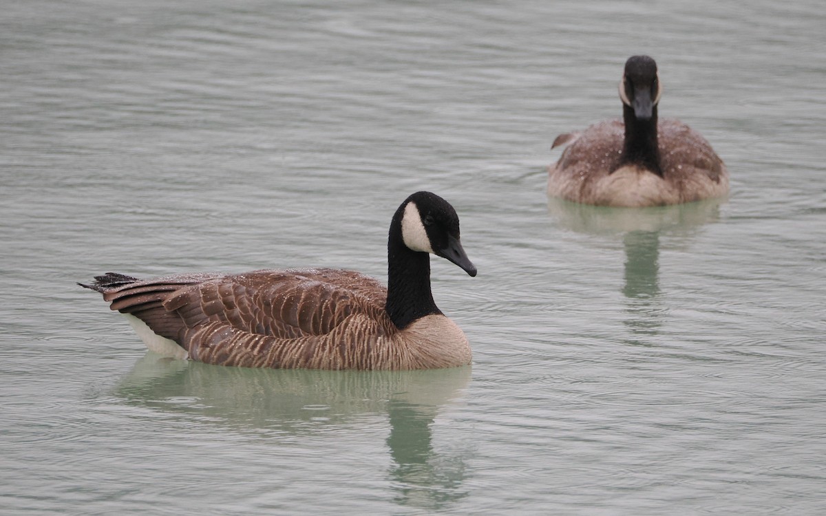 Казарка канадська - ML640366824