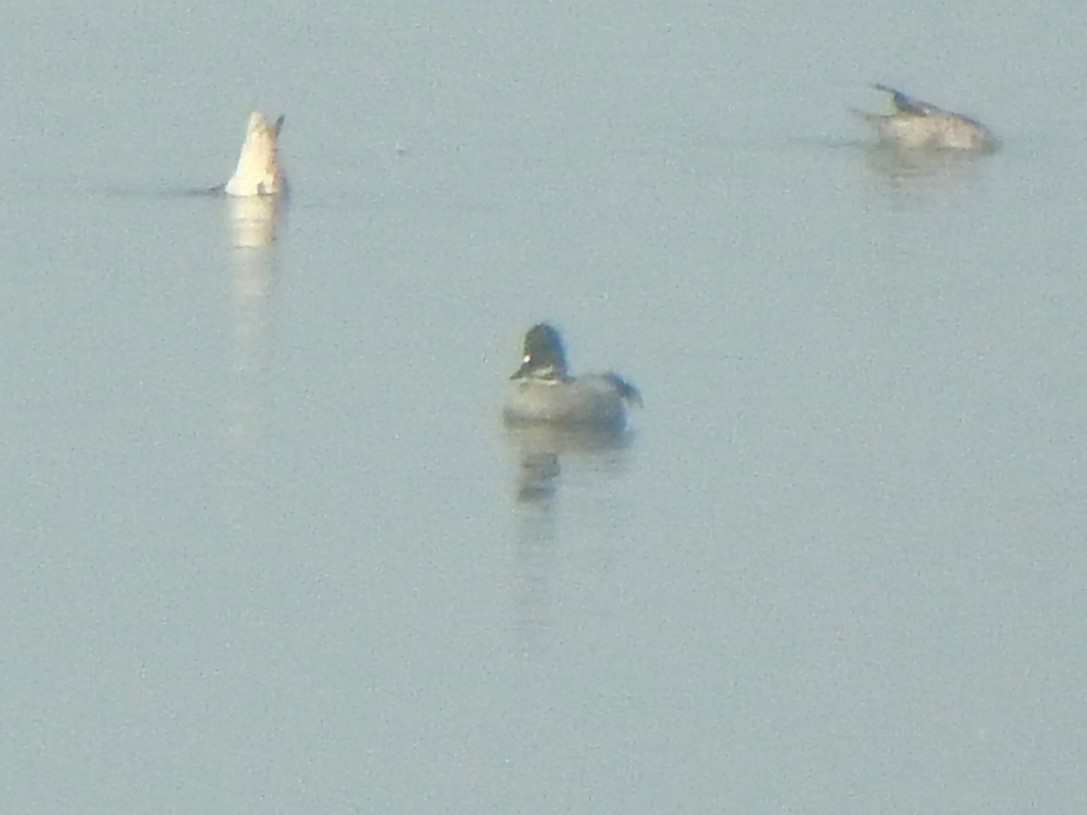 Falcated Duck - ML640366843