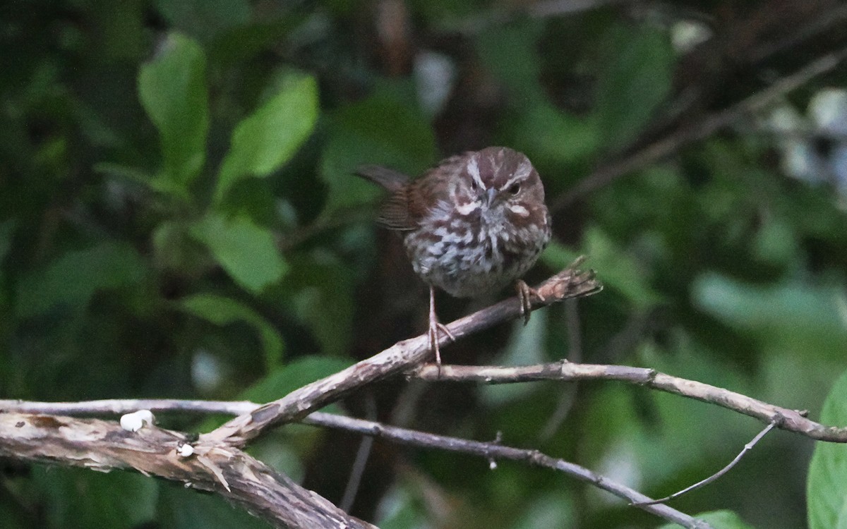 Пасовка співоча - ML640366850