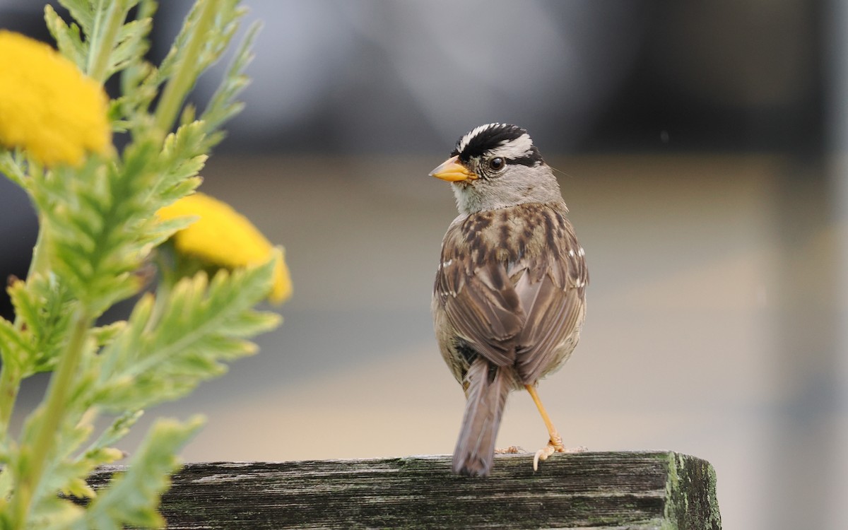 Бруант білобровий - ML640366867