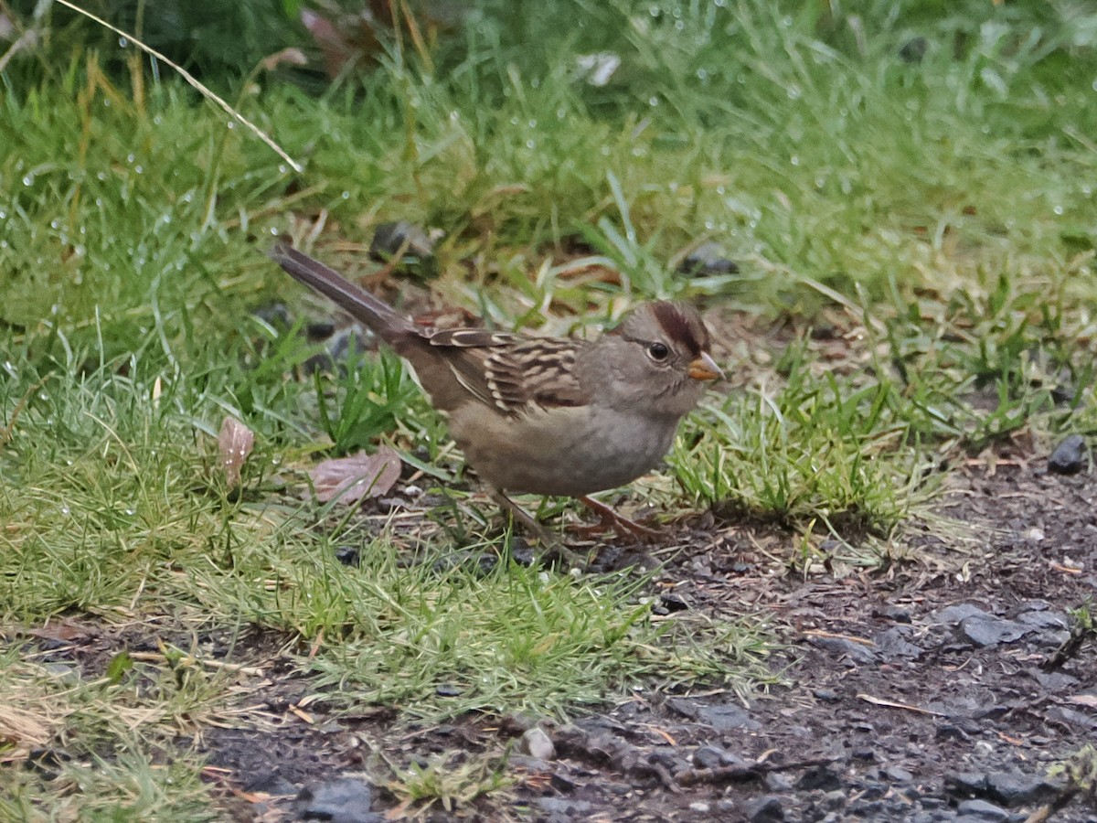Бруант білобровий - ML640366876
