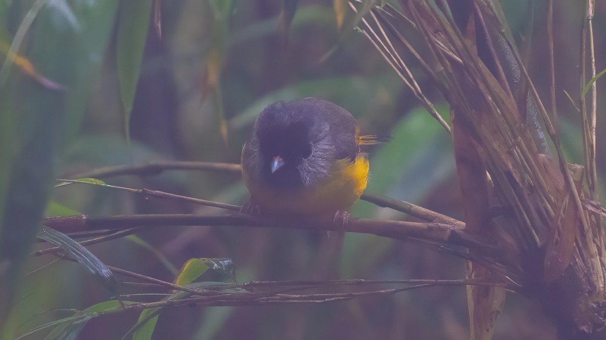 Golden-breasted Fulvetta - ML640366956