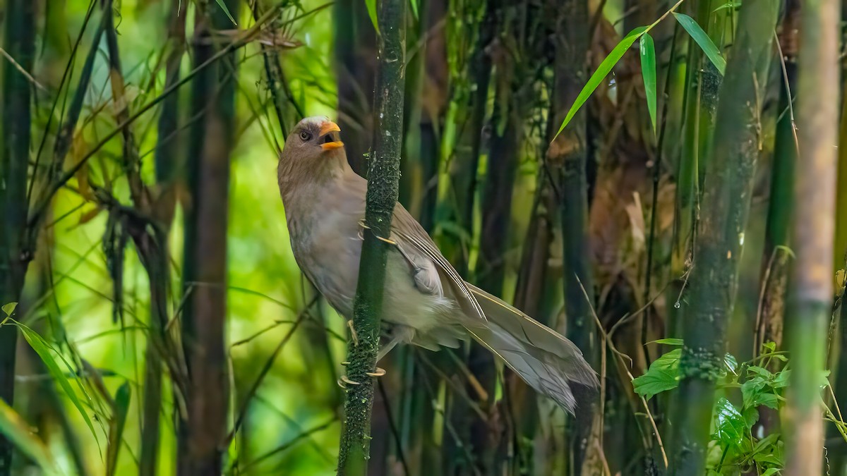 Grand Paradoxornis - ML640366978