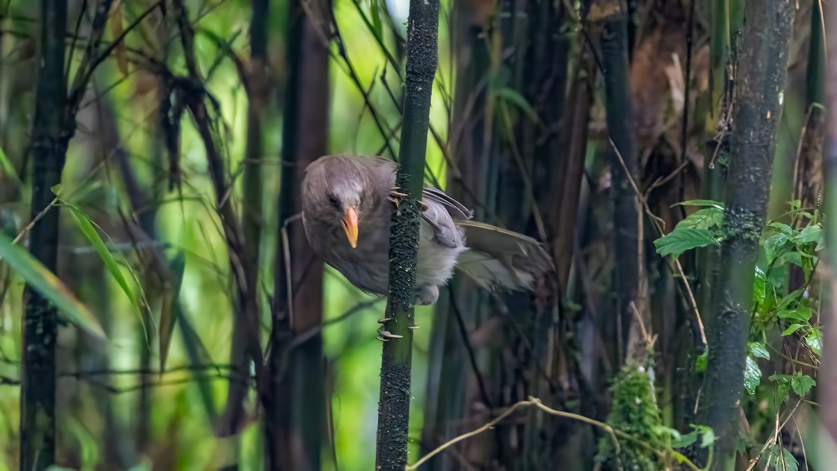 Grand Paradoxornis - ML640366980