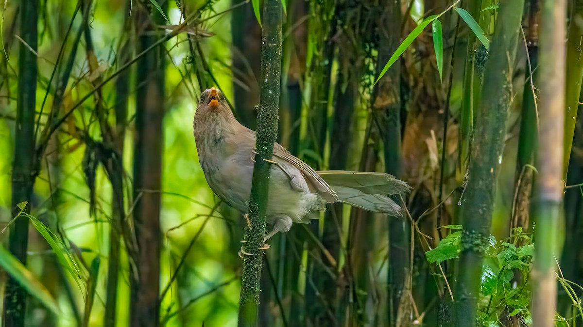 Grand Paradoxornis - ML640366983