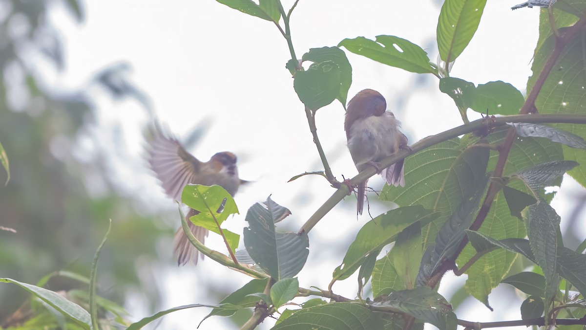 Black-throated Parrotbill - ML640367014