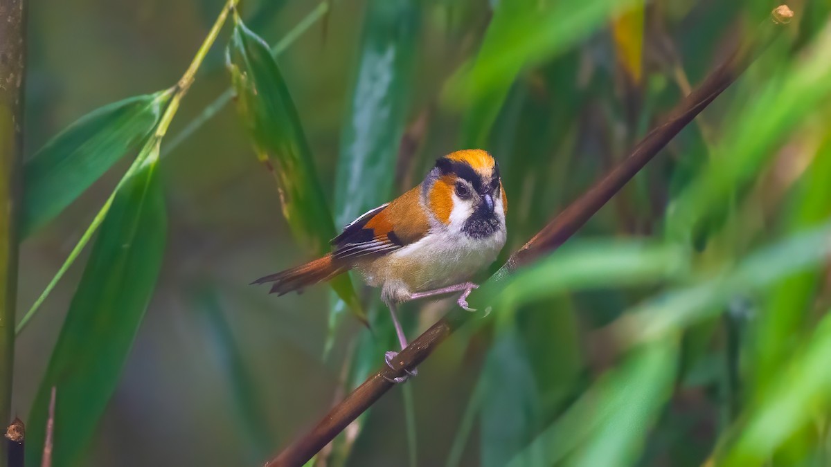 Black-throated Parrotbill - ML640367017