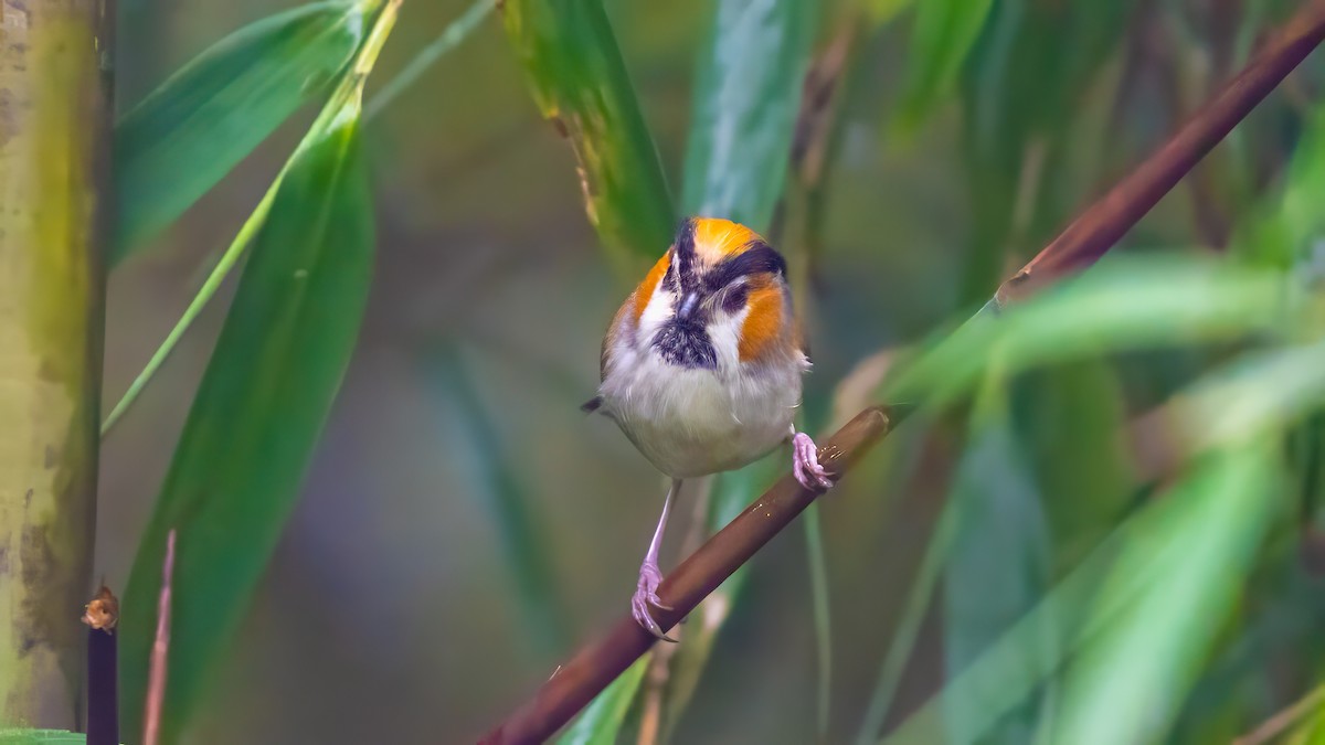 Black-throated Parrotbill - ML640367018