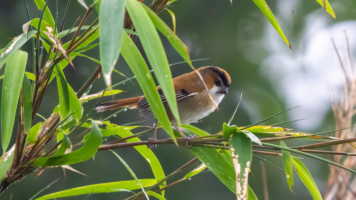 Black-throated Parrotbill - ML640367019