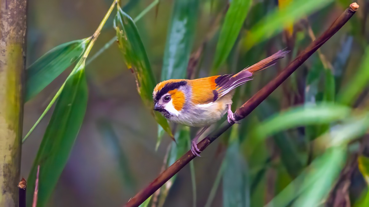 Black-throated Parrotbill - ML640367022