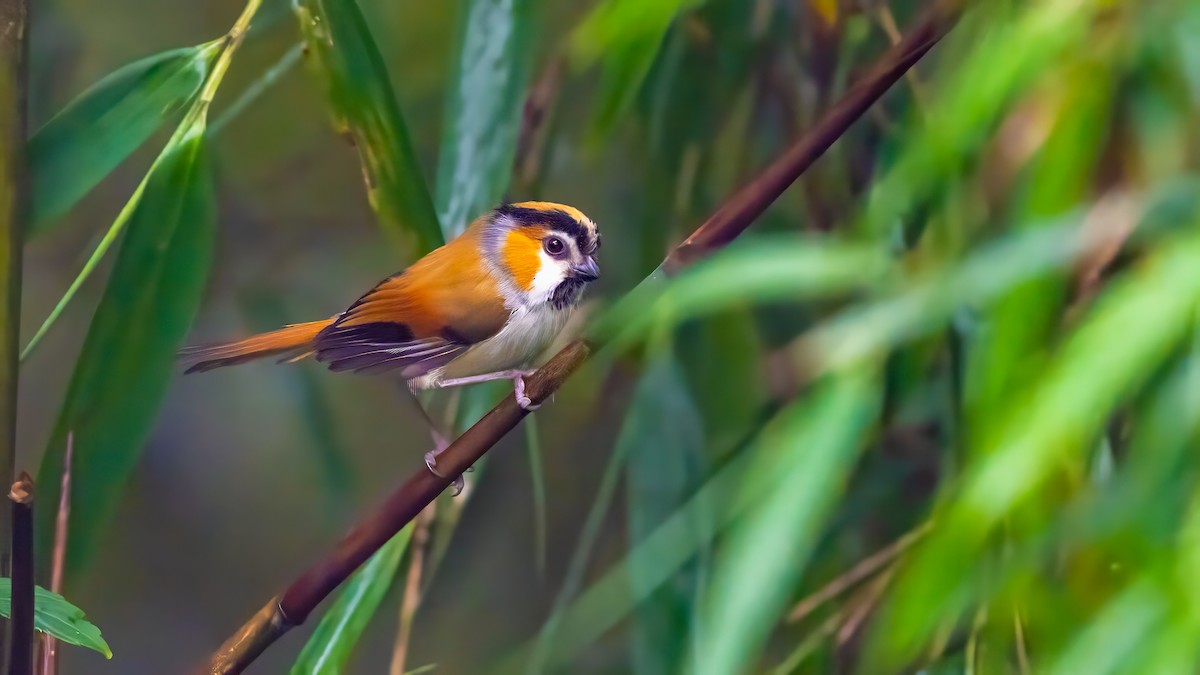 Black-throated Parrotbill - ML640367023