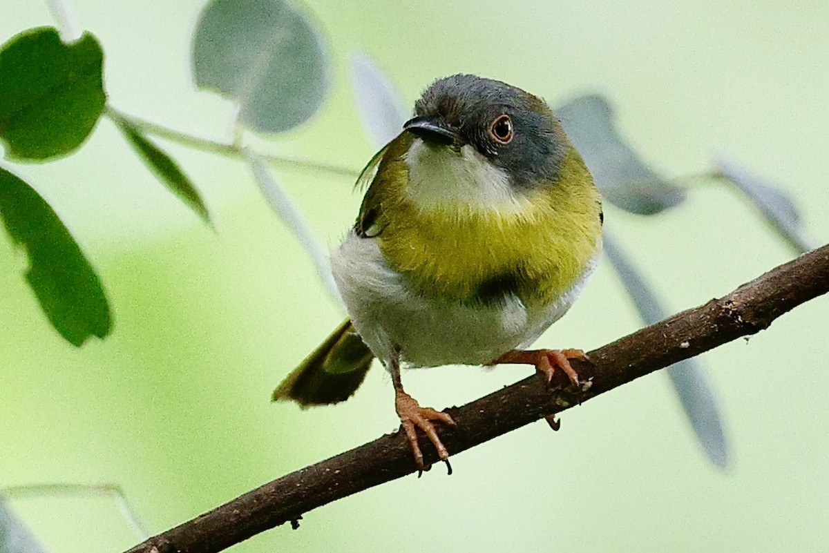 Sarı Göğüslü Apalis - ML640367044