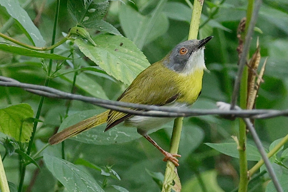 Sarı Göğüslü Apalis - ML640367045