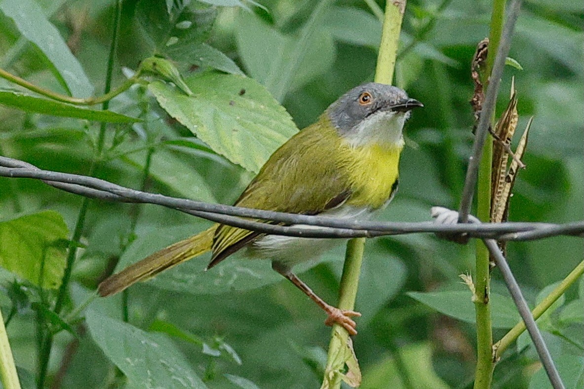 Sarı Göğüslü Apalis - ML640367046