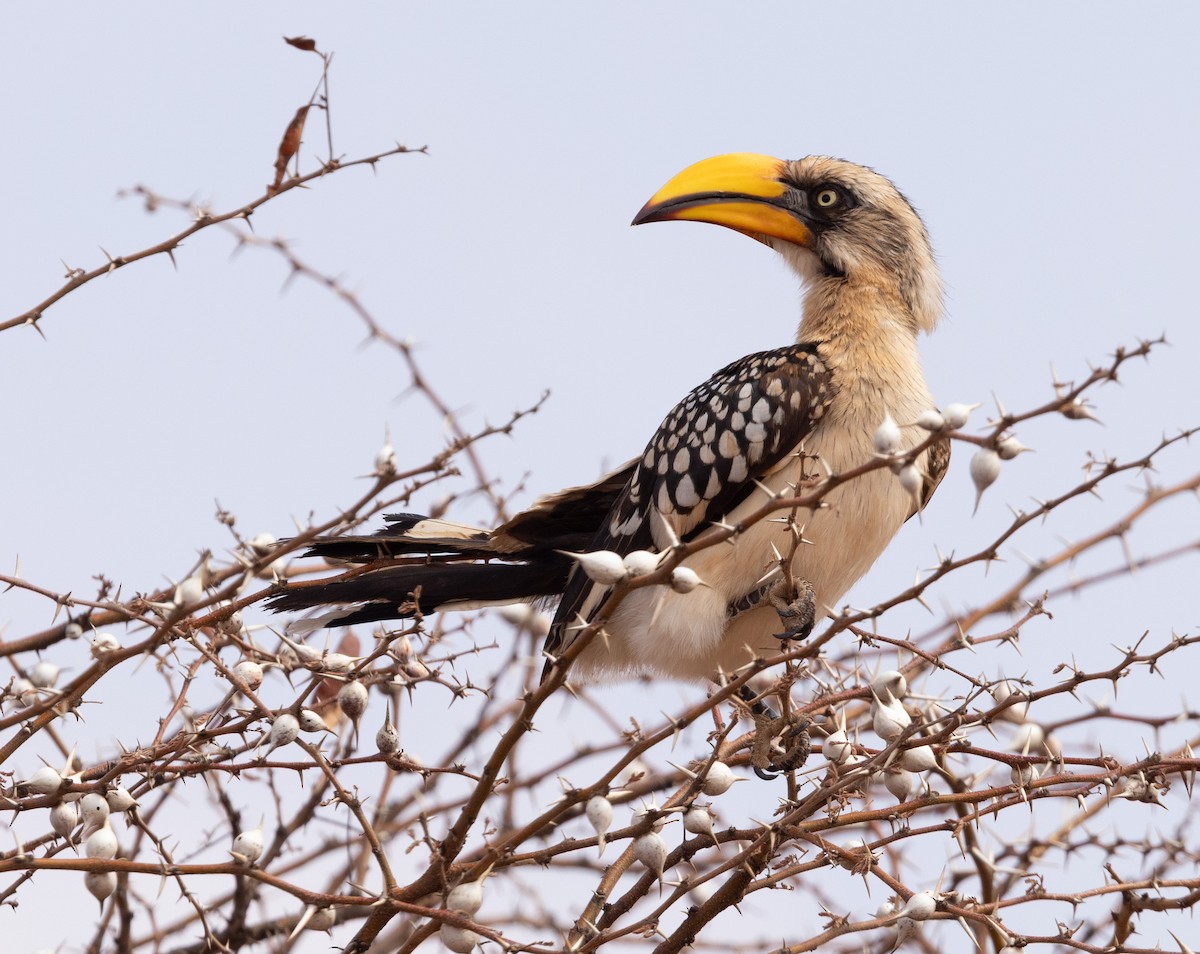 Eastern Yellow-billed Hornbill - ML640367057