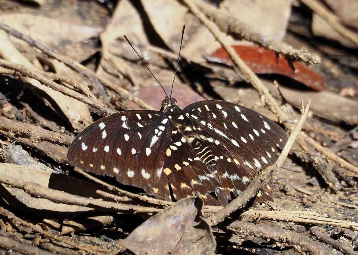 Black-tipped Archduke - ML640367139