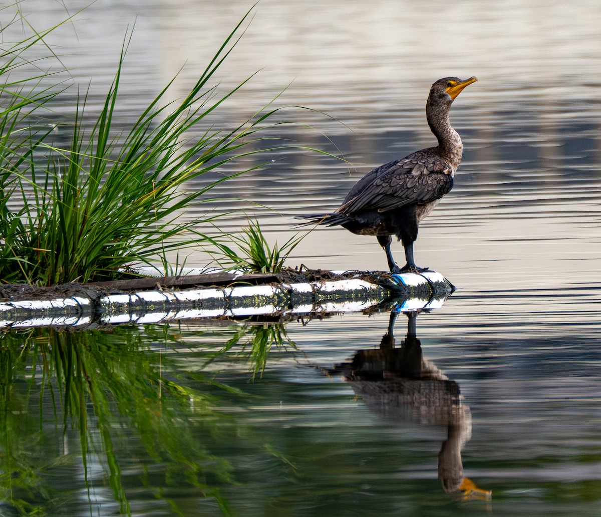 Double-crested Cormorant - ML640367162