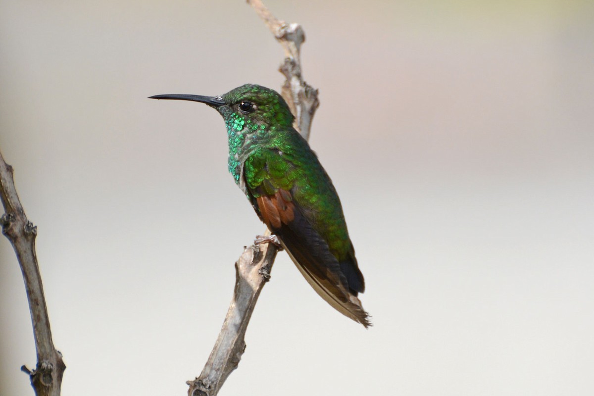 Colibri à épaulettes - ML64036721