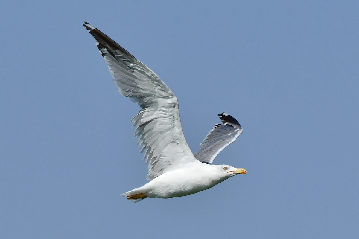 Yellow-legged Gull - ML640367219