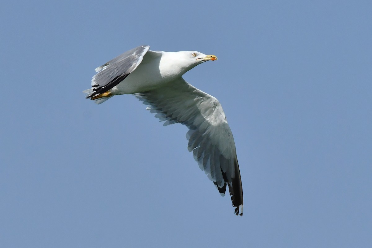 Yellow-legged Gull - ML640367220