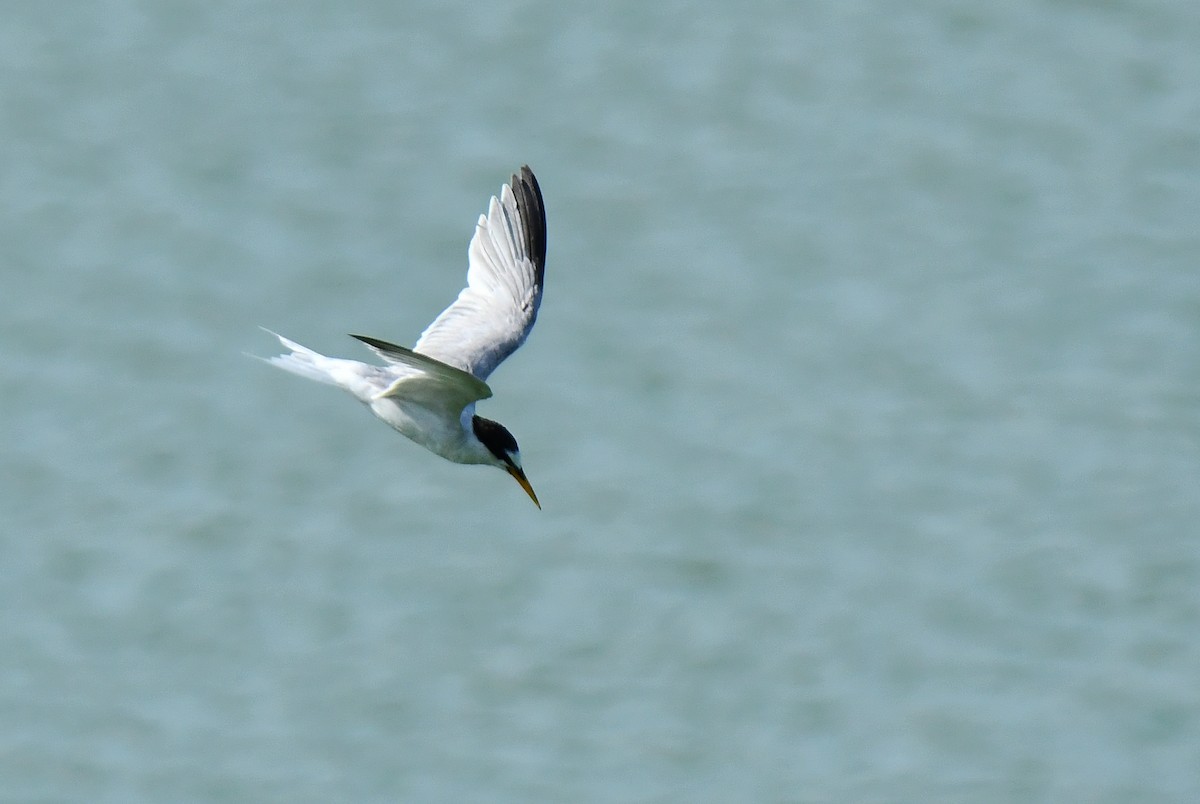 Little Tern - ML640367230