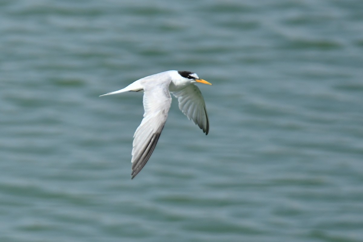 Little Tern - ML640367231