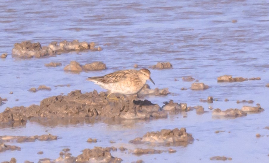 Sharp-tailed Sandpiper - ML640367234