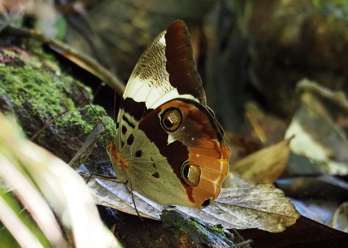 Tufted Jungle King - ML640367235
