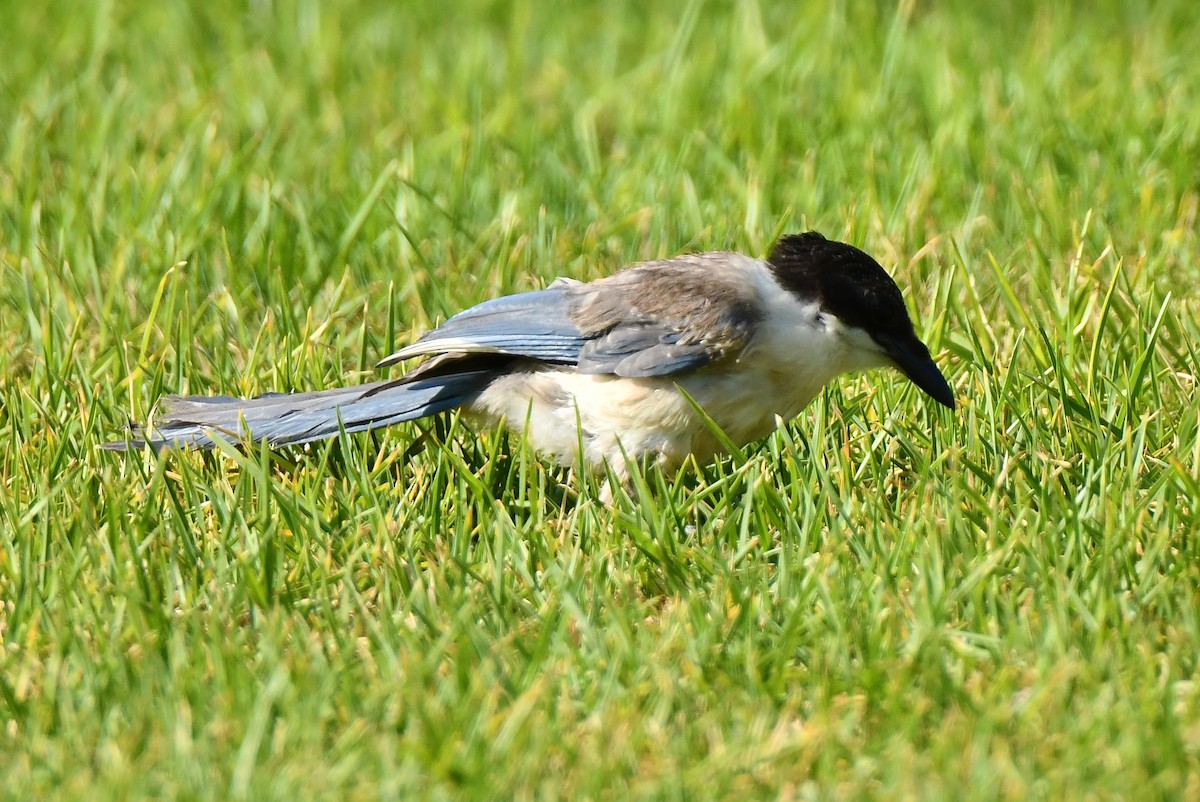 Iberian Magpie - ML640367246