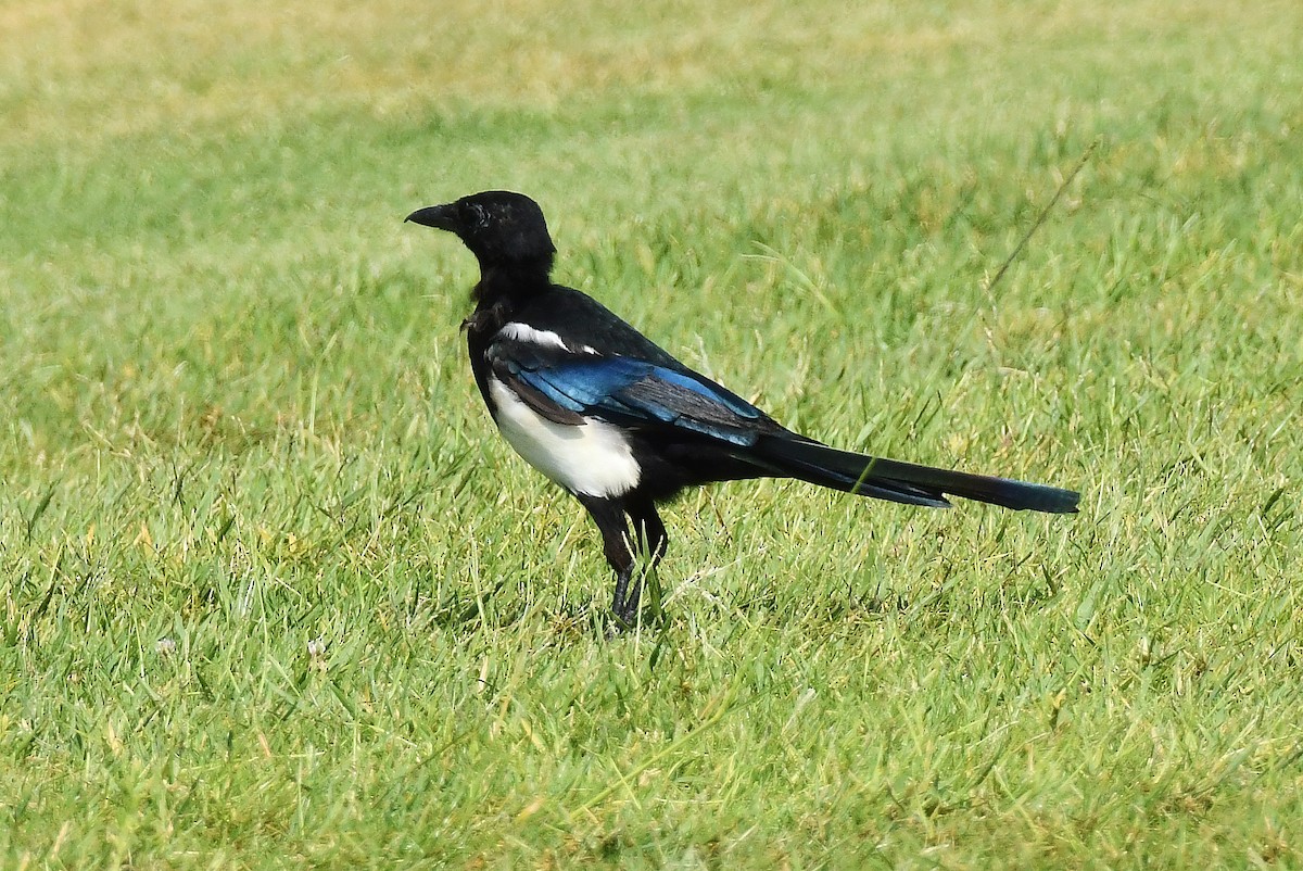 Eurasian Magpie - ML640367250