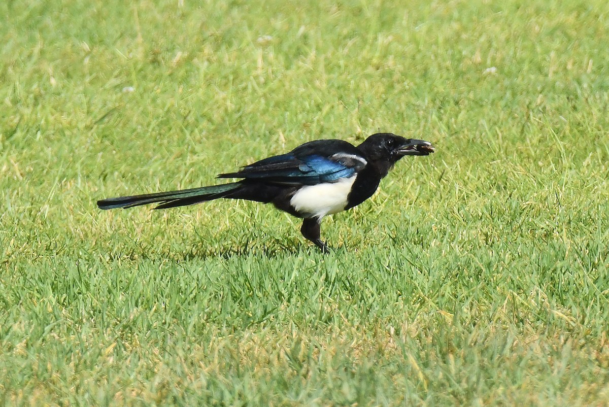 Eurasian Magpie - ML640367251