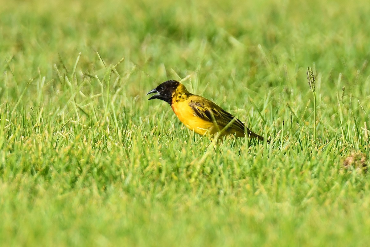 Black-headed Weaver - ML640367262